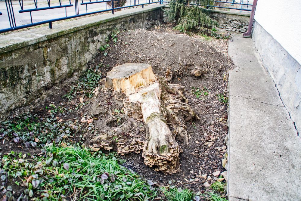 Comment faire crever une souche d&rsquo;arbre ?